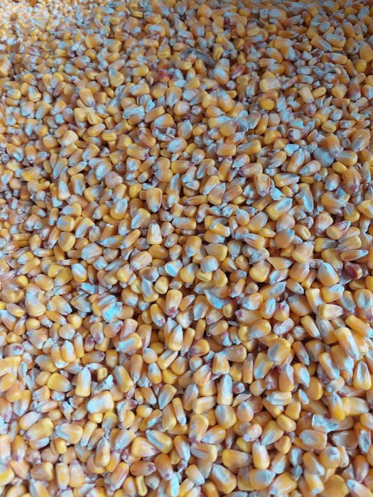 Kukurydza  mielona/cała pszenica owies