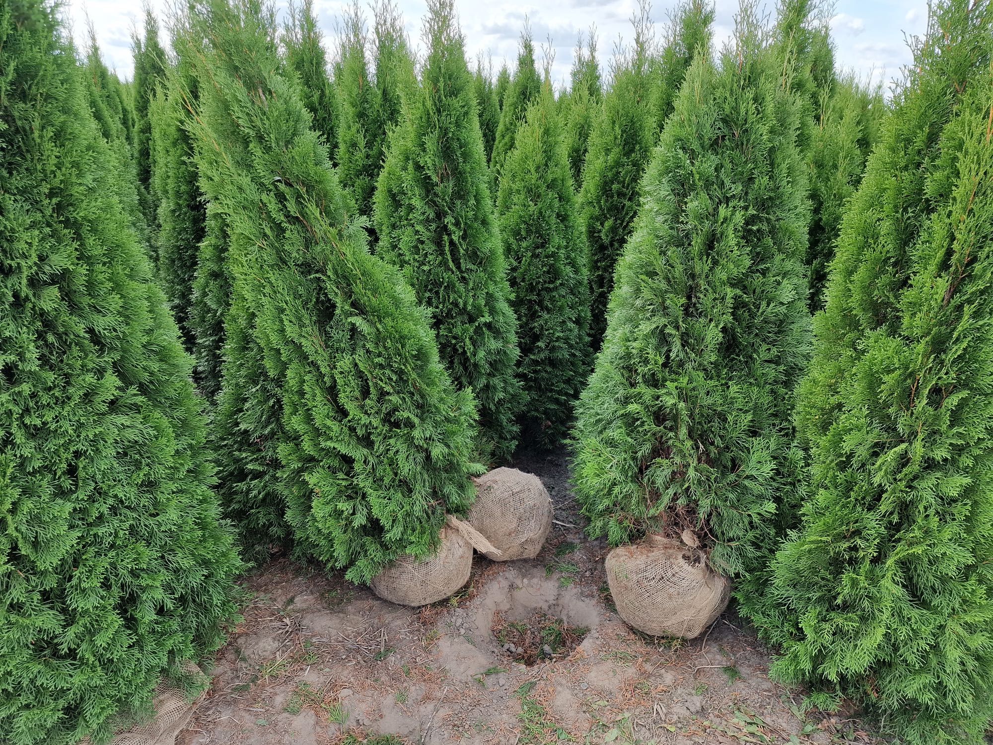 Thuja Golden Smaragd Jantar 240-320 cm i inne żywopłot Transport