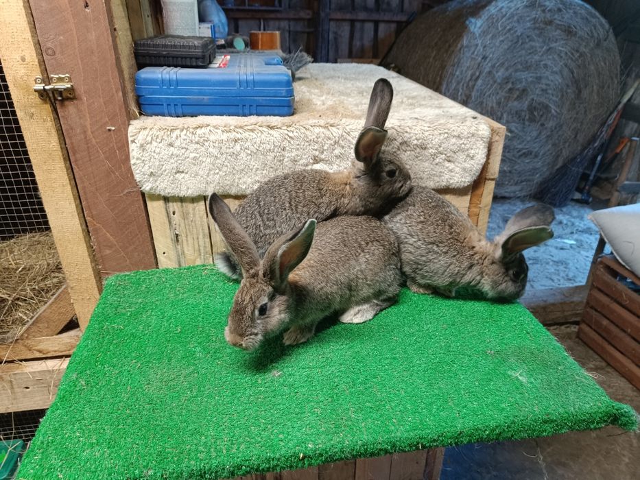 Młode króliki mix Angora i Belgijski Olbrzym
