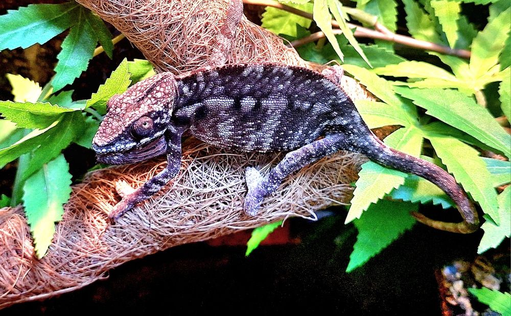 Jaszczurki jaszczurka kameleon