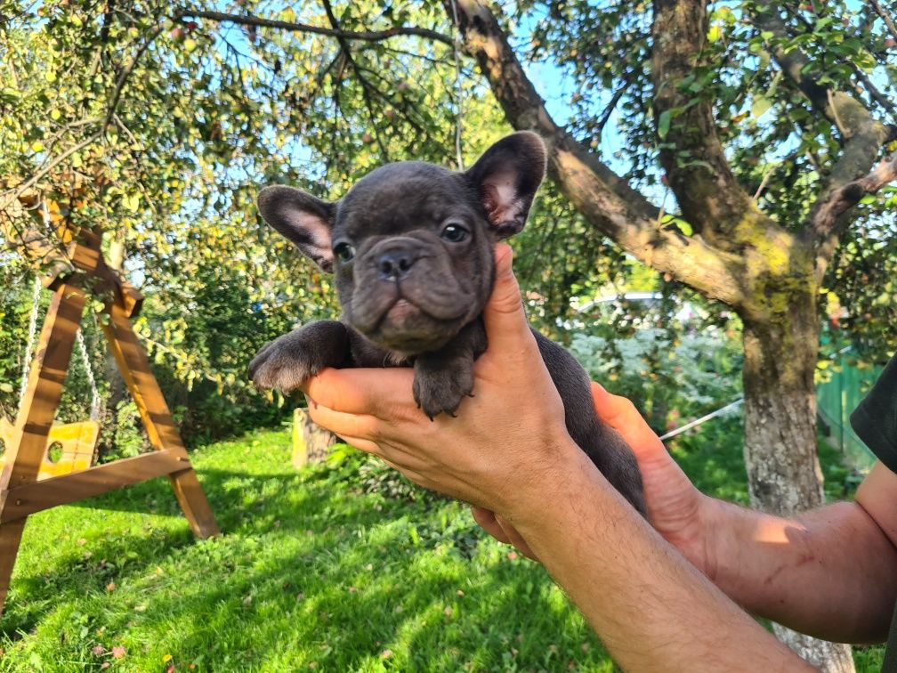 Французький бульдог French bulldog