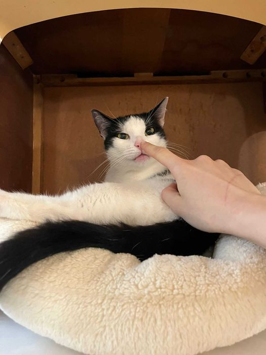 Lukrecja  - łagodna, piękna 2letnia kotka, kto ja pokocha ?