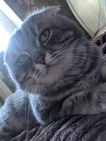Тимофей. Шотландский вислоухий кот на вязку. Скоттиш фолд вязка. Мрамо