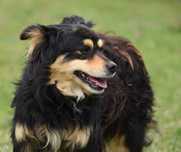 Lancelot - piesek do adopcji
