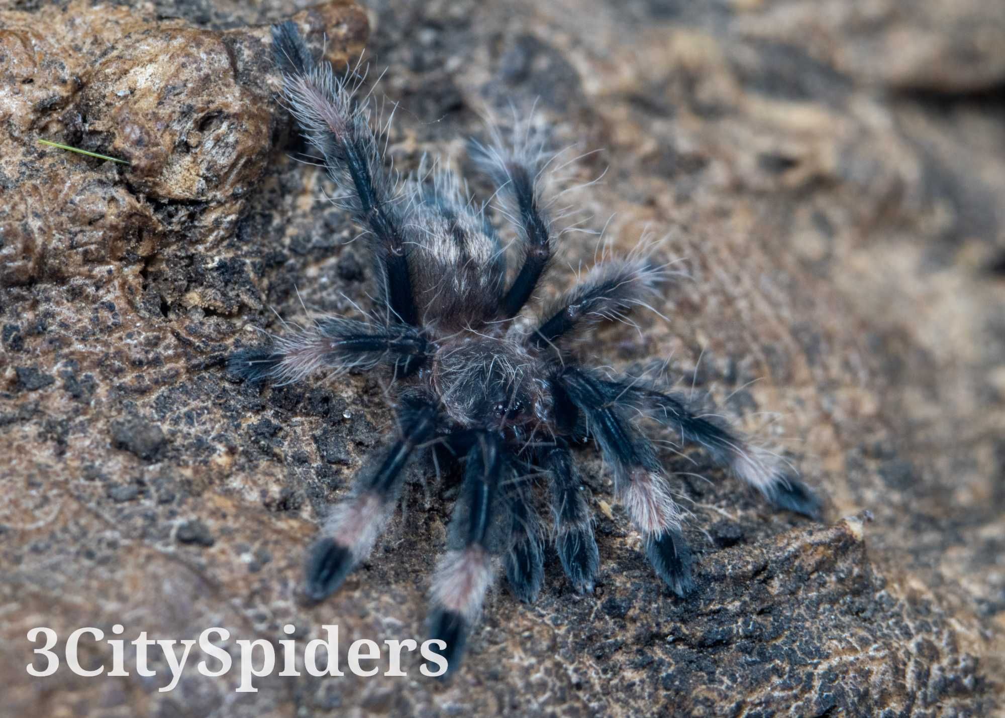 Psalmopoeus cambridgei L1/2 (3CitySpiders)