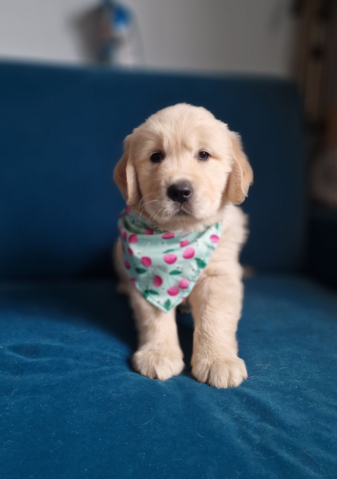 Golden Retriever FCI
