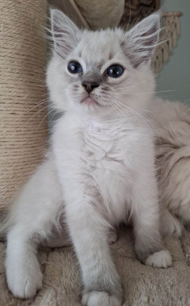 Ragdoll chłopiec piękne umaszczenie prążkowany blue mitted lynx