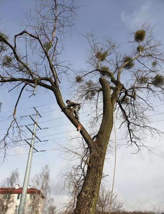 Wycinka drzewn trudnych, wycinka drzew metodą alpinistyczną,