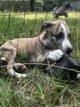 Whippet- chart angielski FCI