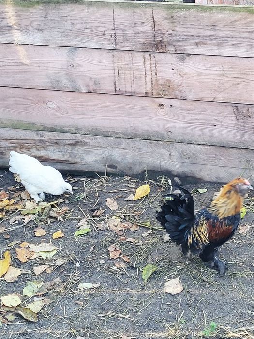 Kury ozdobne sprzedam.