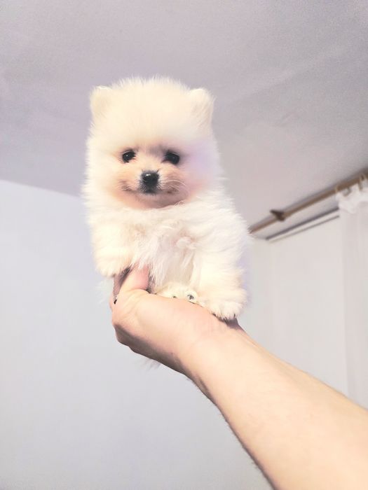 Szpic miniaturowy Pomeranian