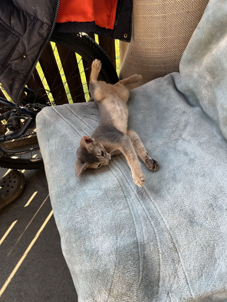 Котенок абиссинский