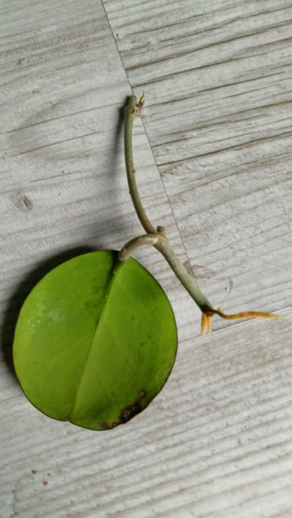 Hoya obovata Amelia