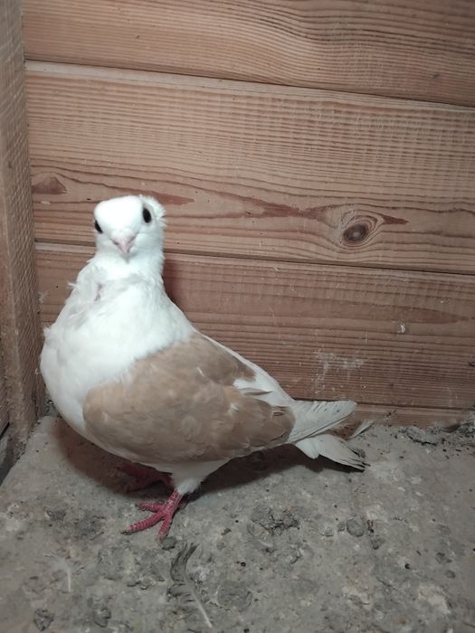 Gołębie ozdobne - mewka