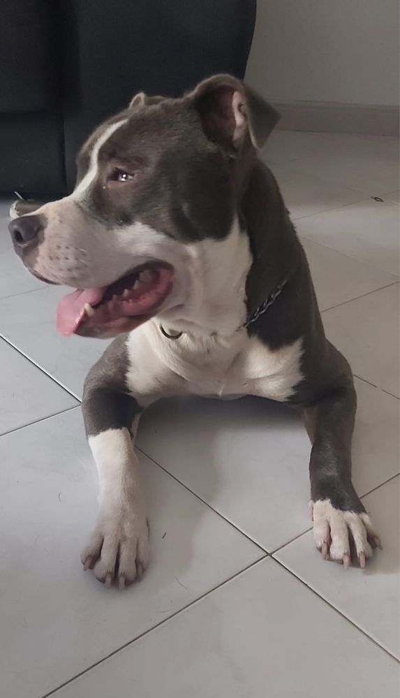 Pitt Bull para adopção Responsavel