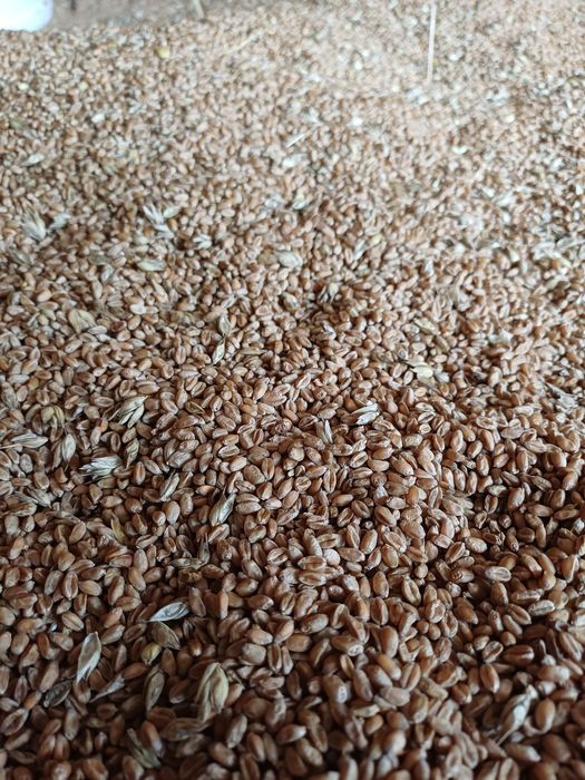 Pszenica ozima rok po centrali