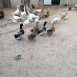 Vendo patos roen puros