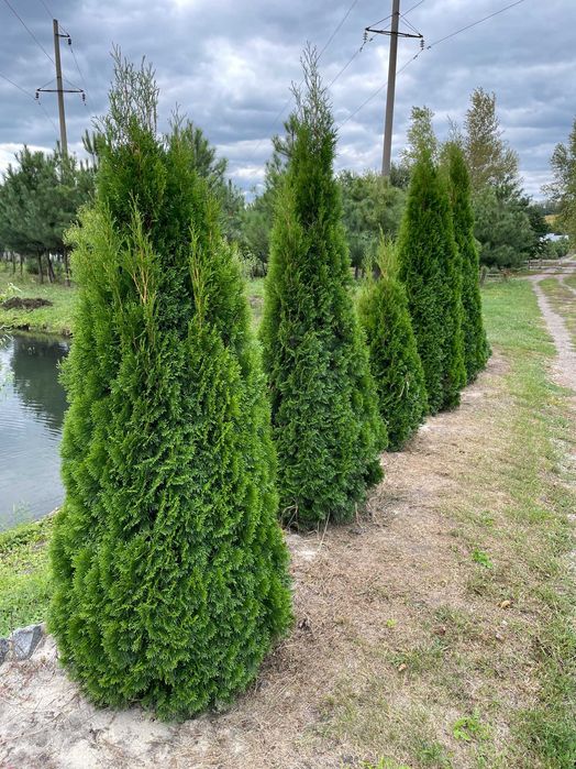 Туя смарагд (1.2 м)