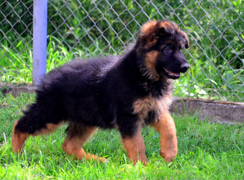 Owczarek Niemiecki Długowłosy szczeniak