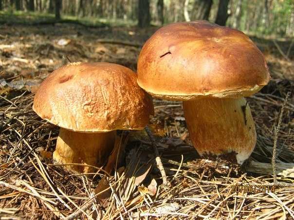 Мицелий Белых грибов (боровиков) - всхожая зерновая грибница