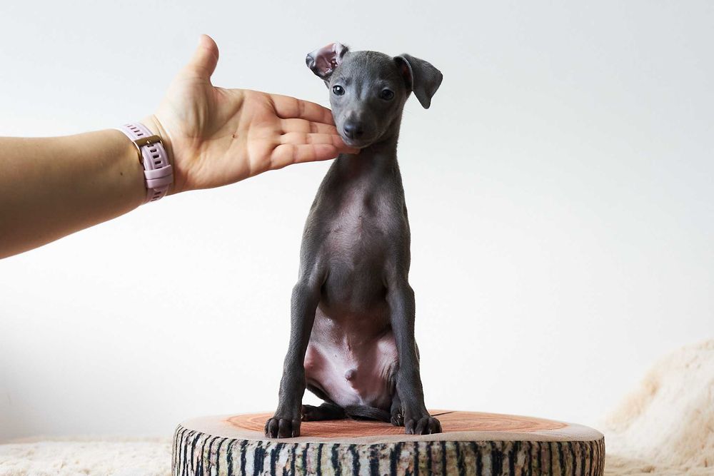 Charcik włoski, chłopczyk, ZKwP (FCI)