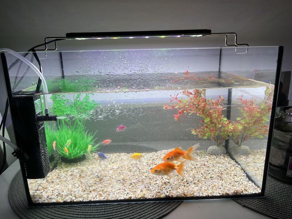 Akwarium bez ryb
