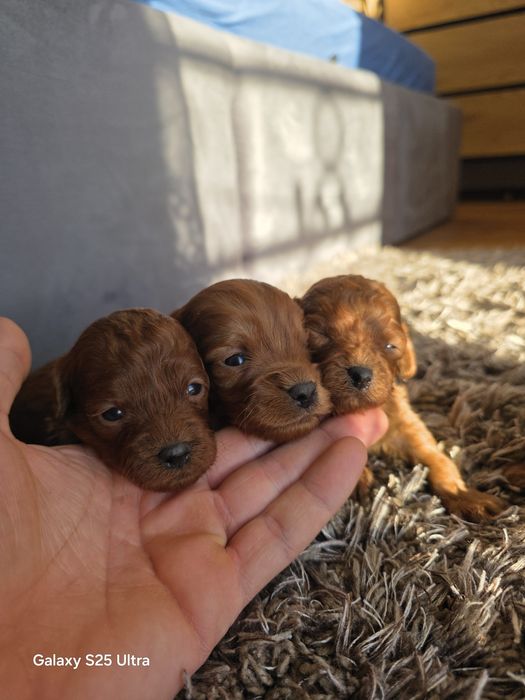 Maltipoo f2b pudel toy Mini