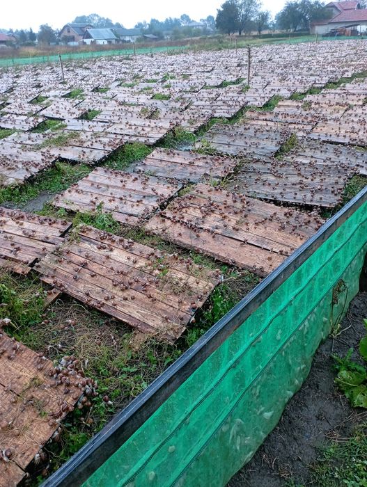 Маточне стадо равлика.Мальок равлика Muller.