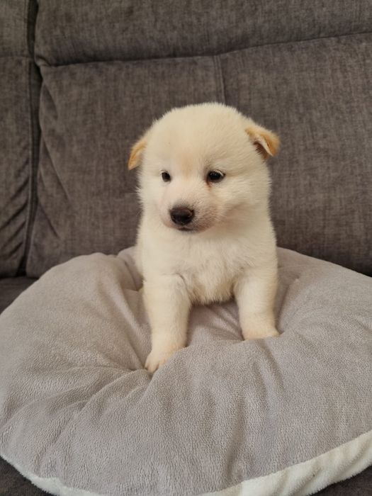 Shiba inu piesek kremowy rezerwacja