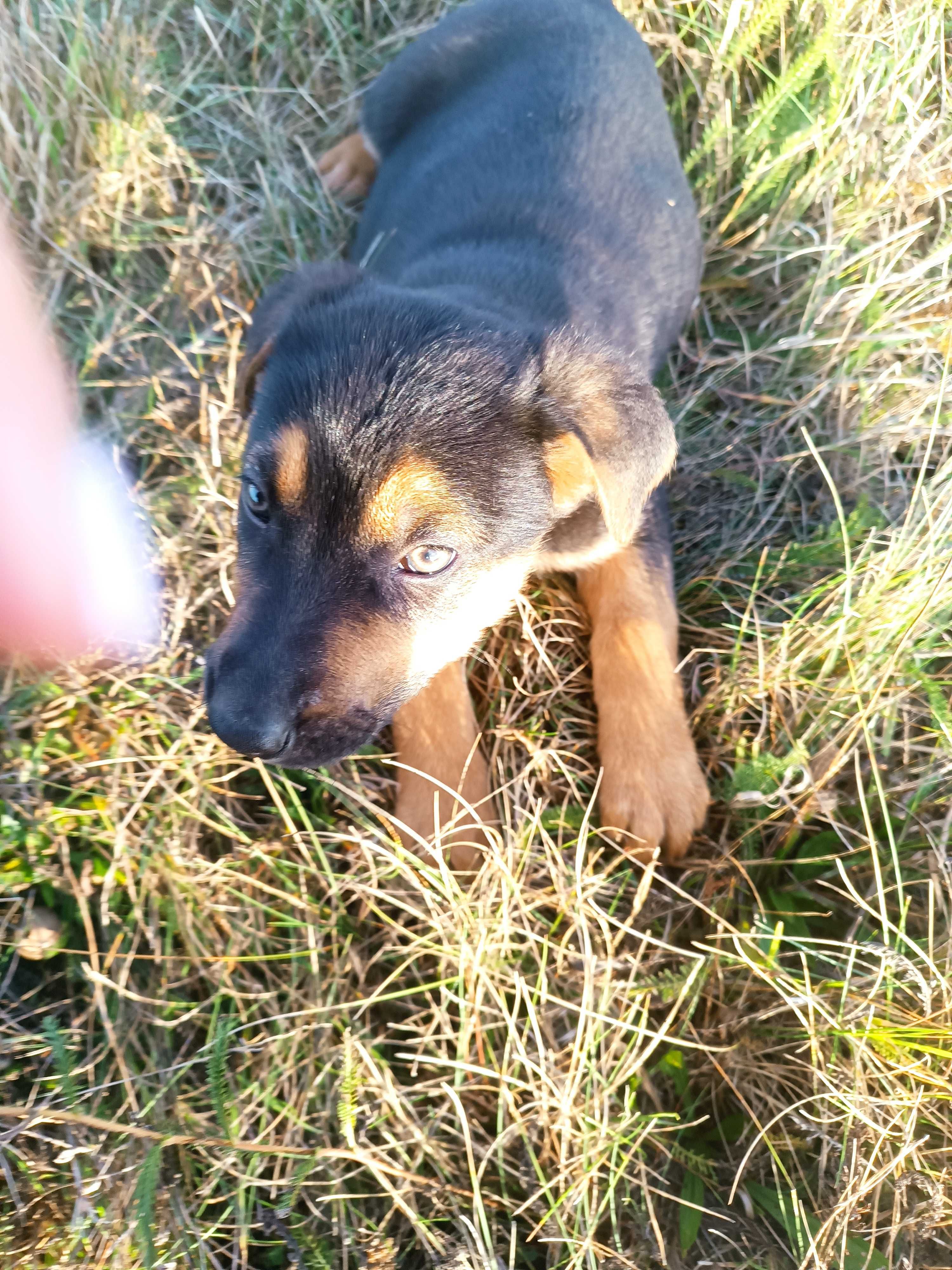 Piesek w typie ogar polski szuka domu