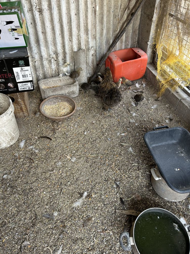 Animais de quinta