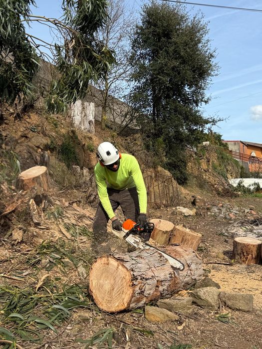 Arborista Emanuel Ramos -   Poda/abate de árvores Escalada Arborista