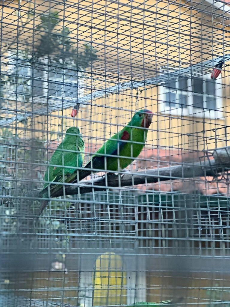 Periquito lathamus discolor