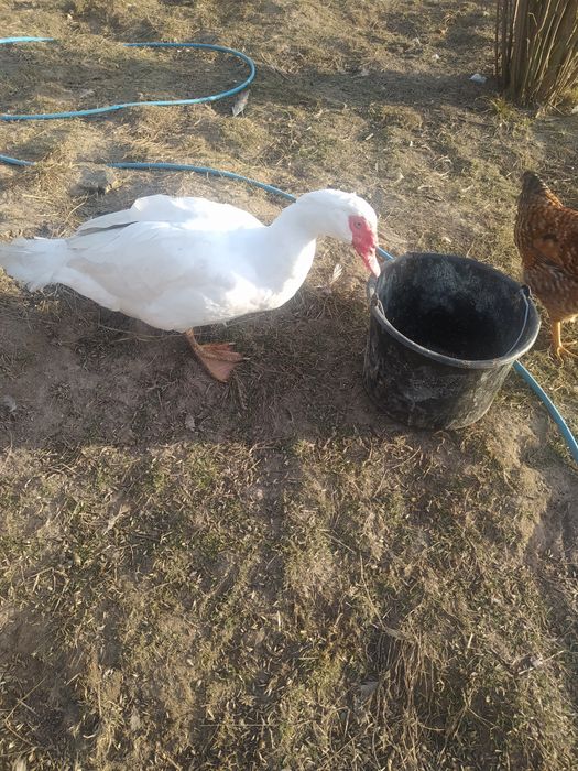 Продам індокачки німецької селекції і інкубаційні яйця