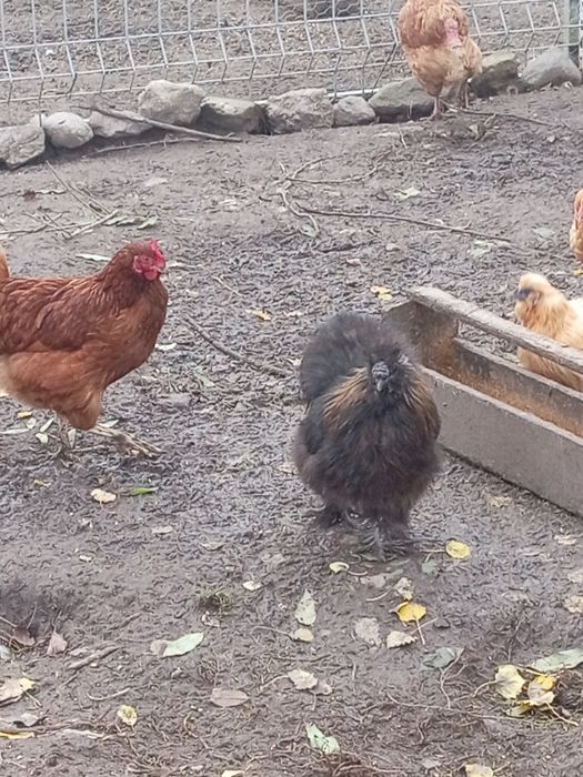 Sprzedam koguta rasy silka