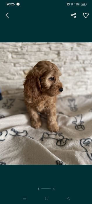Cockapoo pudel spaniel włosy okazja