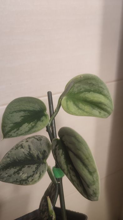 Scindapsus Exotica Hologram