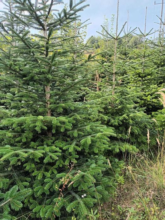 Choinki - Plantacja drzewek choinkowych – jodła kaukaska