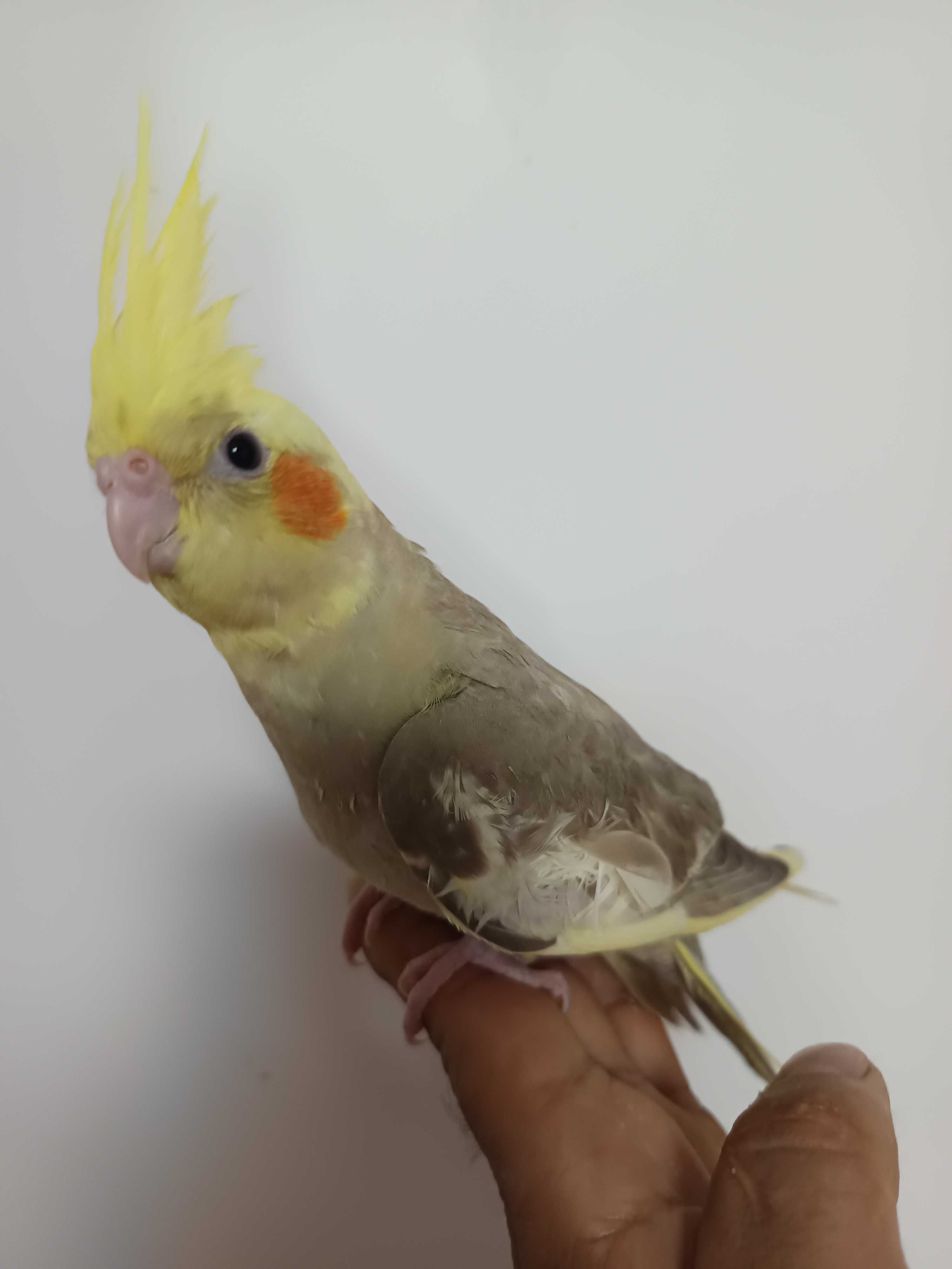 Agapórnis domesticados e caturras domesticadas
