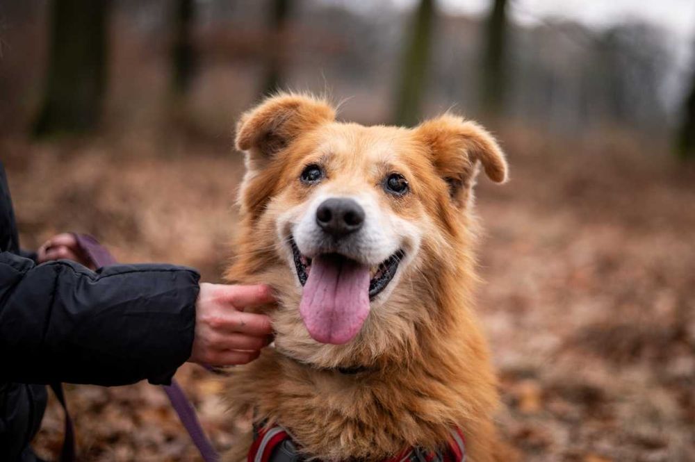 Karmelek - puchata, ruda chmurka czeka na miłość!