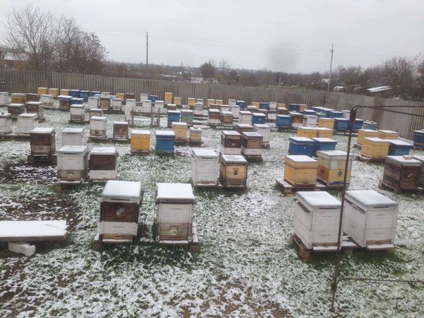 Пчелопакеты, пчолы на весну 2022