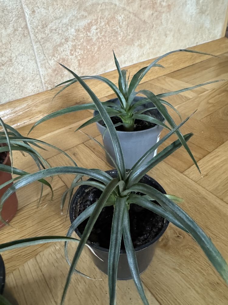 Ananas corona kwiat doniczkowy sadzonka