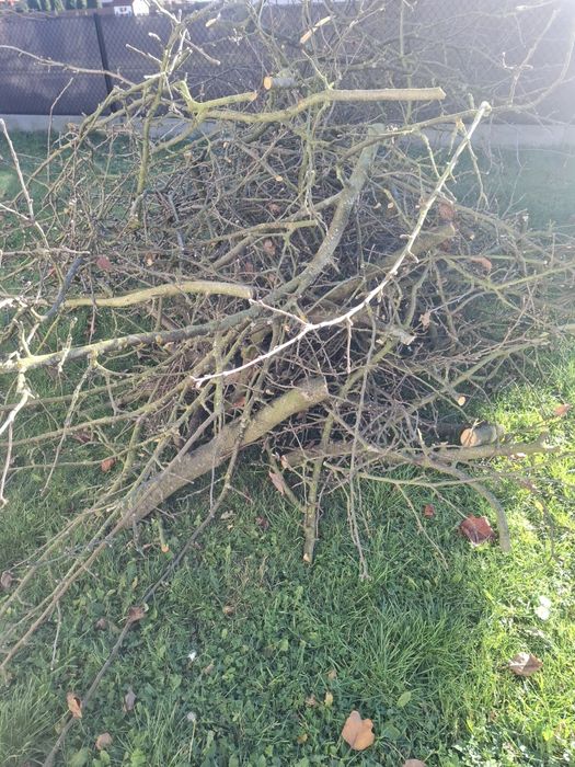 Oddam drewno na opał i gałązki za darmo