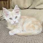 Slodziutki kocurek maine coon