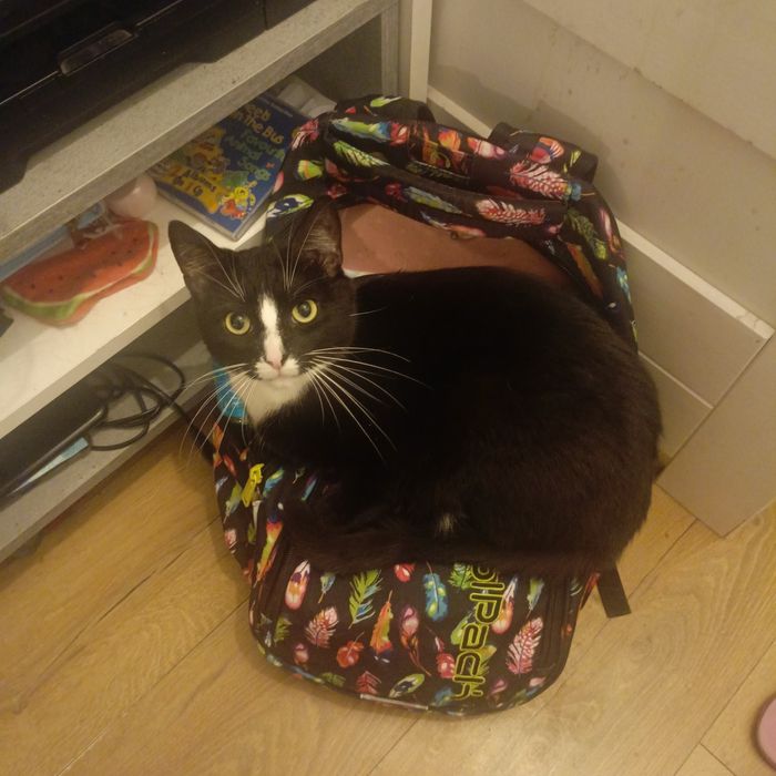 Kotki oddam w dobre ręce