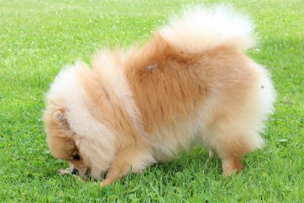 Szpic miniaturowy pomeranian