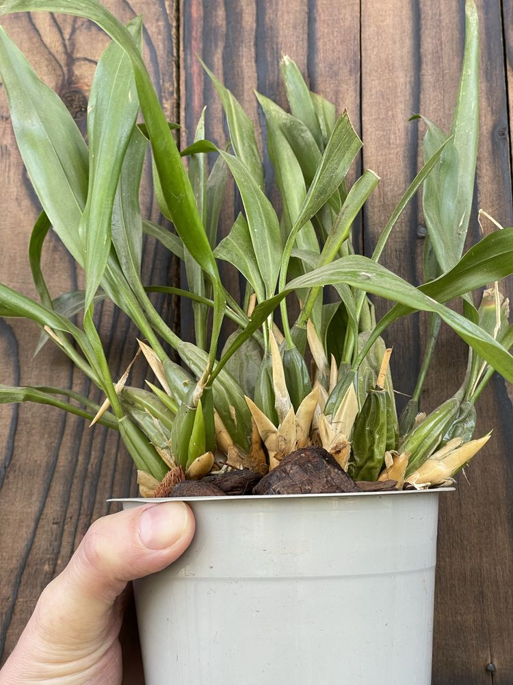 Coelogyne punktulata storczyk orchidea