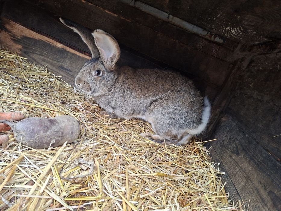 Króliki samiec belg i młode mieszańce