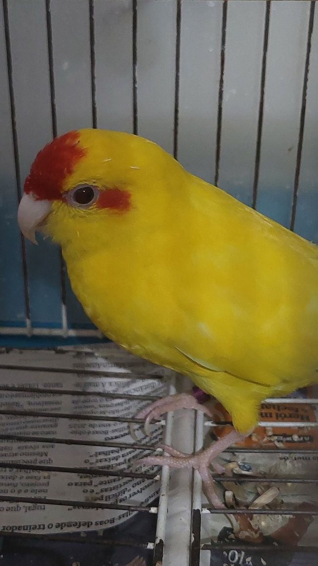 Kakariki Macho 2021
