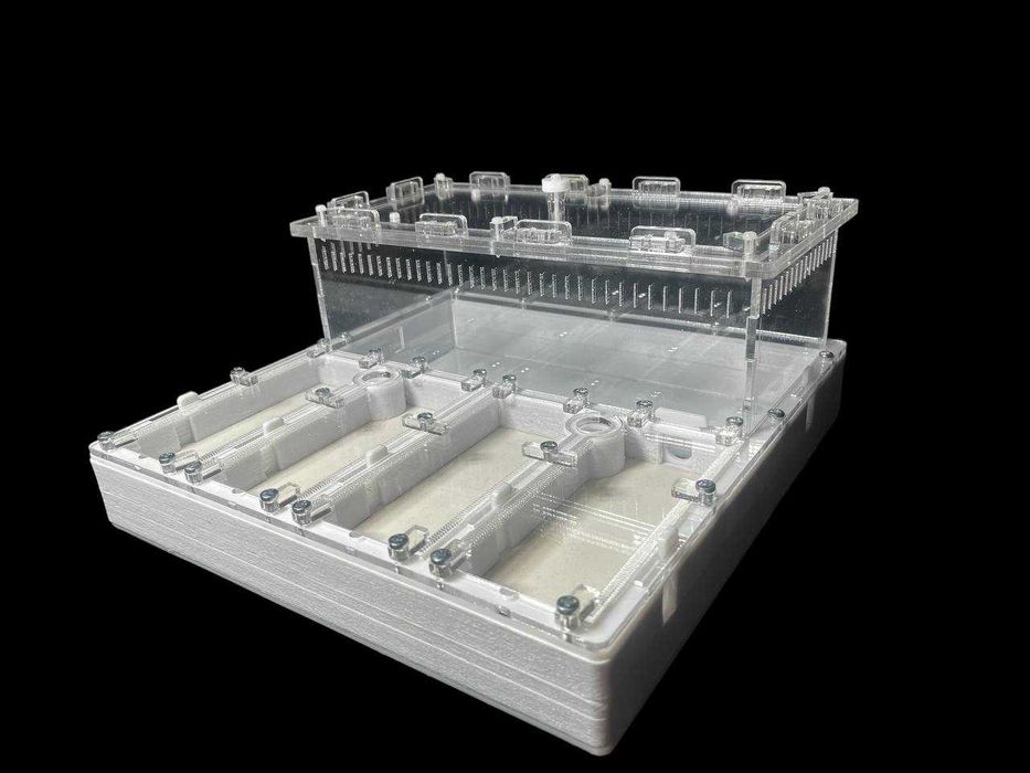 Мурашина ферма' 30×30см –  мурахи Harpegnathos | 2500 грн | нова пошта